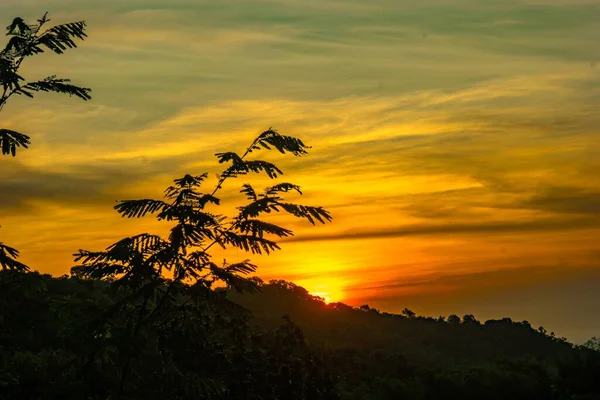 Tiro Silhueta Uma Planta Frente Belo Pôr Sol Laranja Colinas — Fotografia de Stock