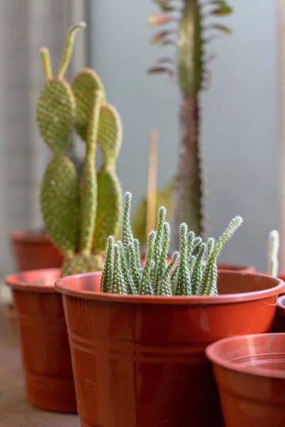 部屋の装飾のための鍋にサボテンの植物の垂直ショット — ストック写真