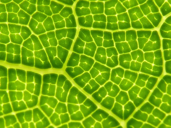 葉脈のある緑の葉のパターンのクローズアップ — ストック写真