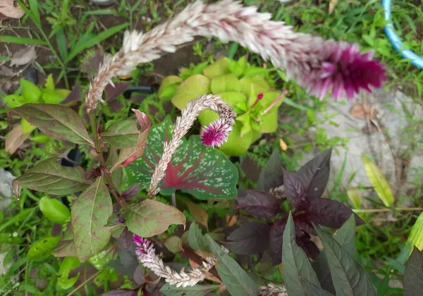 Primer Plano Una Flor Celosia Exótica Bajo Luz Del Sol — Foto de Stock