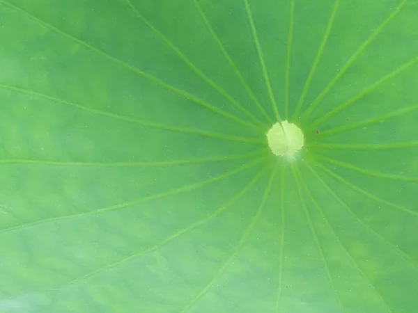 Macro Shot Green Leaf Lotus Perfect Background — Stock Photo, Image