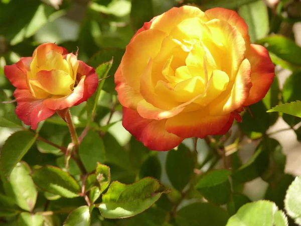 Primo Piano Due Bellissime Rose Rosse Gialle Che Crescono Giardino — Foto Stock