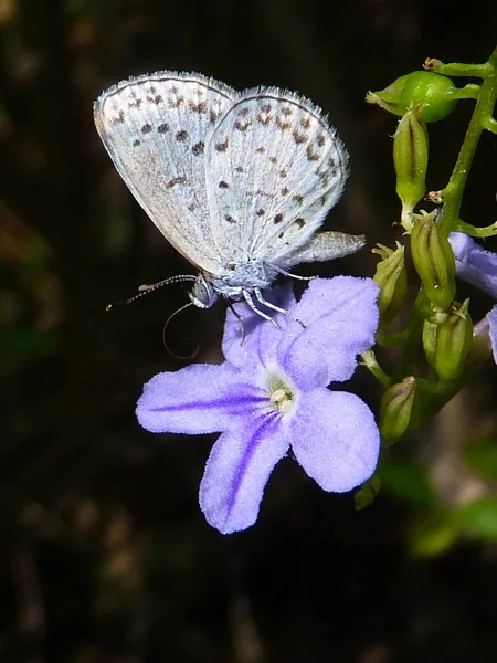 Tiro Vertical Uma Borboleta Flor Roxa — Fotografia de Stock