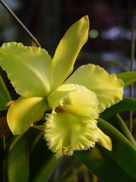 Pionowe Ujęcie Kwitnącego Żółtego Kwiatu Dendrobium Zieleni — Zdjęcie stockowe