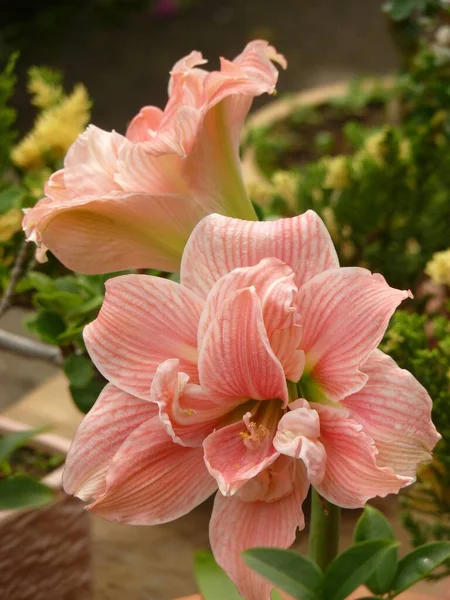 Closeup Shot Beautiful Dutch Amaryllis Sunlight — Stock Photo, Image