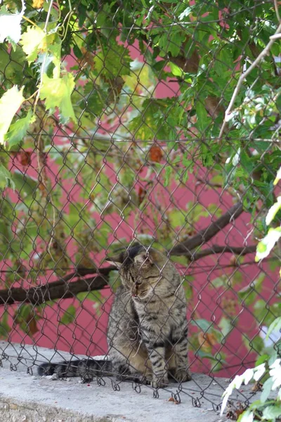 一只可爱可爱的褐色猫 身上有黑色条纹 站在地上 — 图库照片