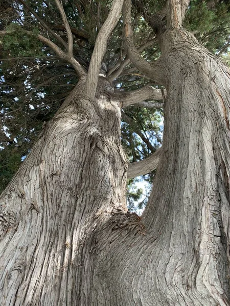 Tiro Vertical Ângulo Baixo Uma Árvore Verde Parque — Fotografia de Stock