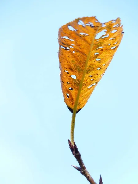 Eine Vertikale Nahaufnahme Eines Beschädigten Gelben Blattes Mit Löchern Auf — Stockfoto