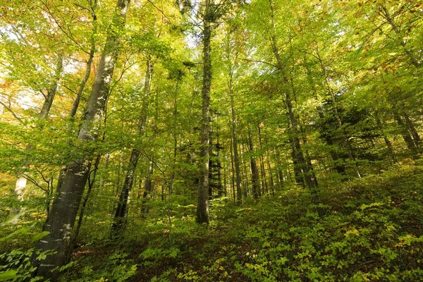 Güneşli Bir Günde Bakir Ağaç Ormanının Alçak Açılı Bir Görüntüsü — Stok fotoğraf