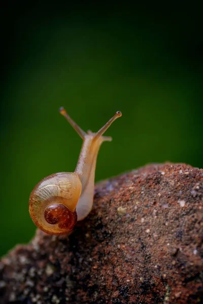 Vertical Selective Focus Shot Small Brown Snail Brown Stone — Stock Photo, Image