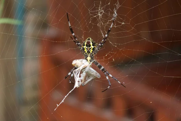 Egy Közelkép Egy Pókról Pókhálón — Stock Fotó