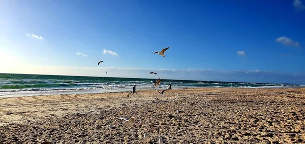Птахи Летять Хвилястому Пляжі Захопленому Вдень Ясний Сонячний День — стокове фото