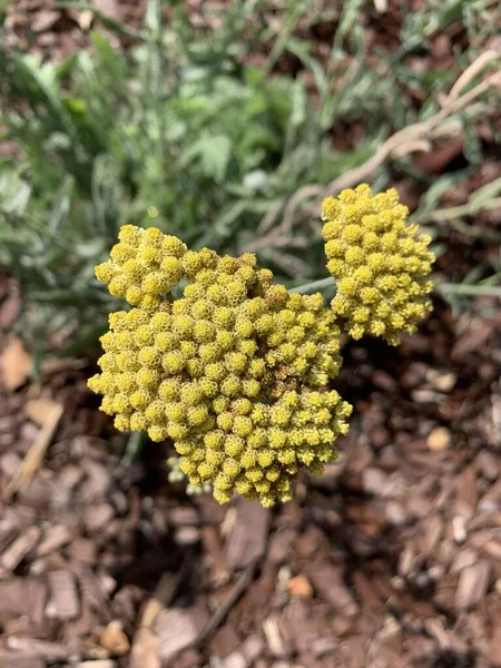 Vertical Shallow Focus Closeup Shot Yellow Sweet Yarrow Flower Park — Stock Photo, Image