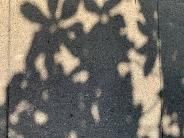 Närbild Solljuset Vägg Med Skuggorna Löv — Stockfoto