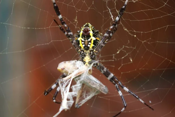 Primer Plano Una Araña Una Tela Araña — Foto de Stock