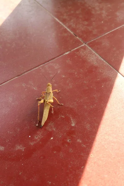 Closeup Shot Grasshopper Ground Red Tiles — Stock Photo, Image