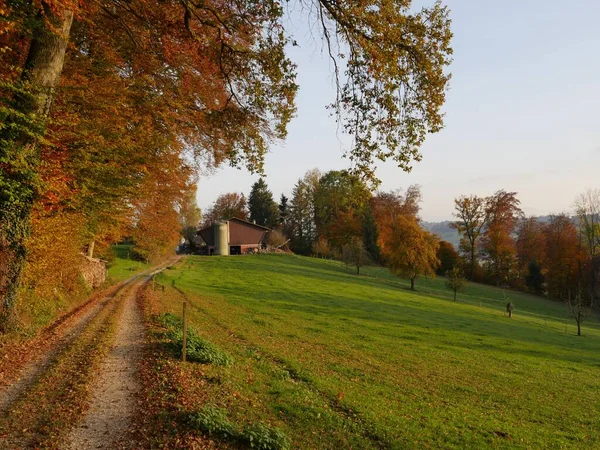 Una Hermosa Toma Camino Rural Que Acerca Bosque Otoñal —  Fotos de Stock