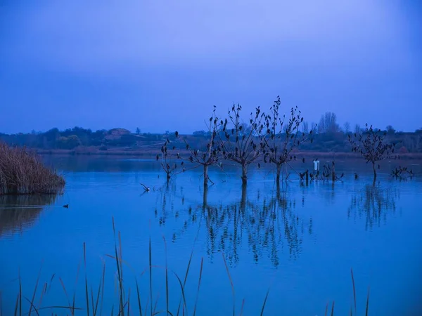 Plants Pond Captured Twilight Land Background — Stock Photo, Image