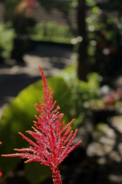 Gros Plan Celosia Argentea Pendant Journée — Photo