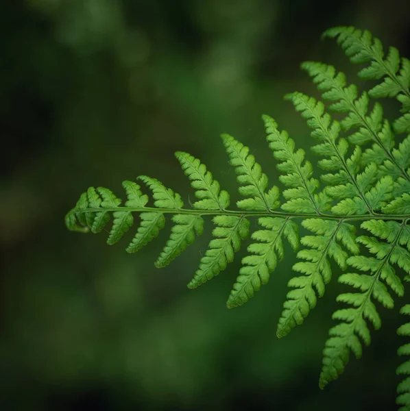 Een Selectieve Focusshot Van Een Varen Het Bos — Stockfoto