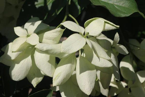Primer Plano Flores Blancas Una Planta Jazmín Con Sombras — Foto de Stock