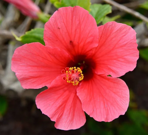 Gros Plan Hibiscus Hawaïen Rose Lumière Jour — Photo