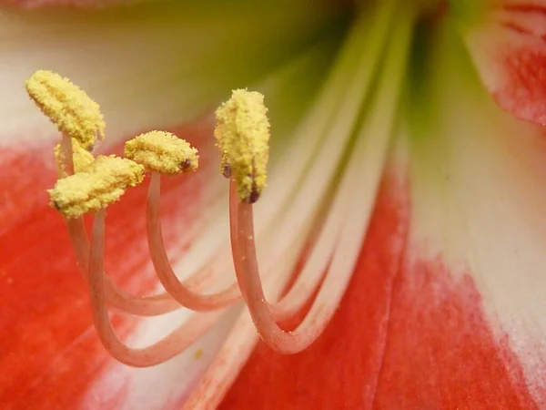 Primer Plano Una Hermosa Amarilis Holandesa Bajo Luz Del Sol —  Fotos de Stock