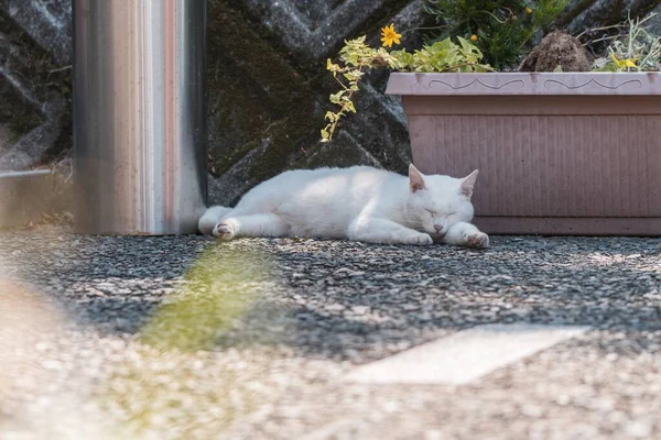 Eine Selektive Fokusaufnahme Einer Weißen Niedlichen Katze Die Auf Dem — Stockfoto