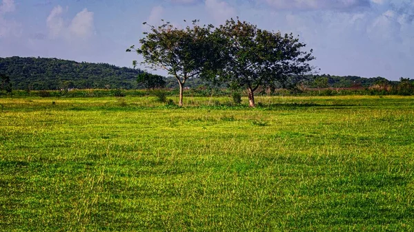 Een Prachtig Landschap Shot Van Twee Grote Bomen Een Helder — Stockfoto