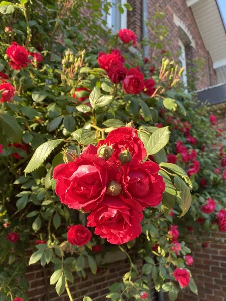 Enfoque Selectivo Las Hermosas Rosas Rojas Floreciendo Bajo Luz Del —  Fotos de Stock