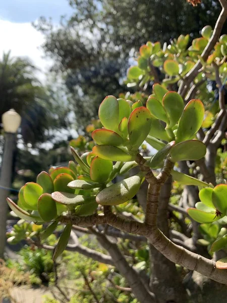 Gros Plan Une Plante Succulente Crassula Dans Parc — Photo