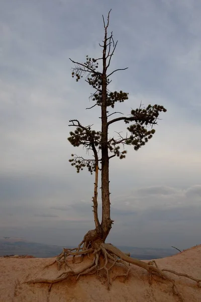 Вертикальний Знімок Старого Дерева Великими Коренями Хмарному Фоні Неба — стокове фото