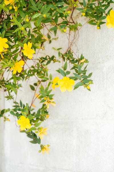 Tiro Perto Belas Flores Amarelas Fundo Liso Branco Estética Minimalista — Fotografia de Stock
