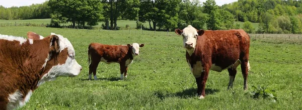 Les Vaches Brunes Adorables Sur Champ Herbe Entouré Arbres — Photo