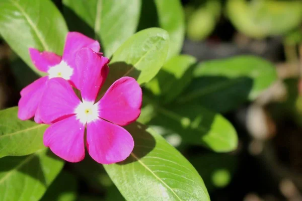 Nærbillede Sød Rosa Glauca Sollyset - Stock-foto