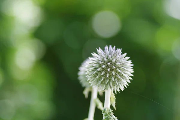 Een Selectieve Focus Shot Van Een Speer Distel Bloem Met — Stockfoto