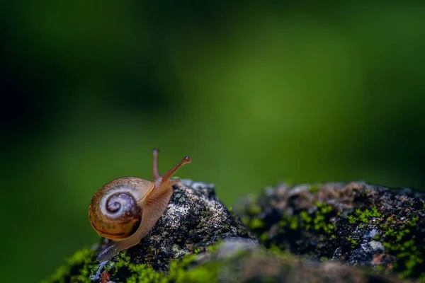 Selective Focus Shot Tiny Brown Snail Rock Blurred Green Background — Stock Photo, Image