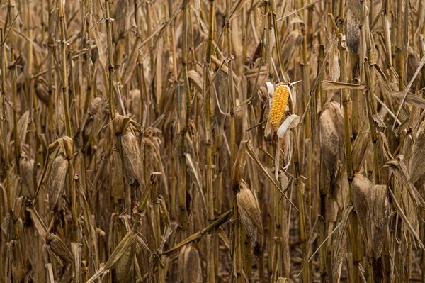 Крупный План Сухого Початка Кукурузы Сухом Поле — стоковое фото