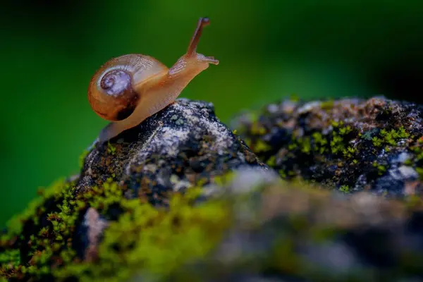 Selective Focus Shot Tiny Brown Snail Mossy Rock — Stock Photo, Image