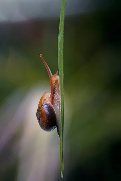 Plan Vertical Sélectif Petit Escargot Brun Sur Brin Herbe — Photo