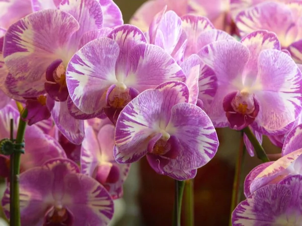 Közelkép Virágzó Rózsaszín Orchidea Virágokról Nappal — Stock Fotó