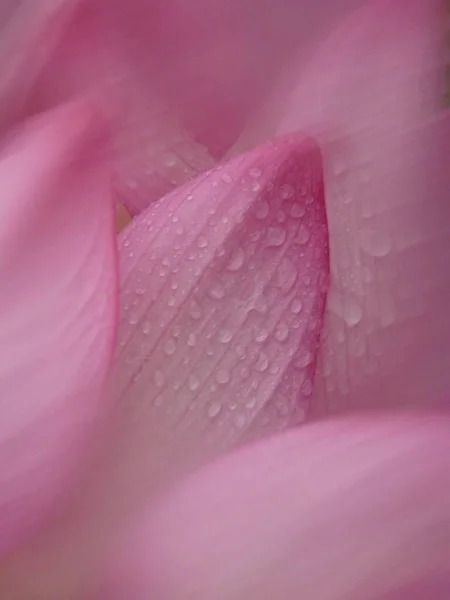 Pionowe Ujęcie Kwitnących Różowych Kwiatów Lotosu Zieleni — Zdjęcie stockowe