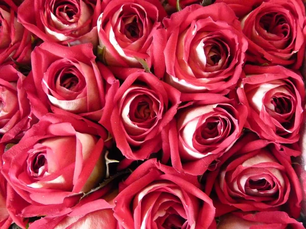 Μια Εναέρια Λήψη Από Ανθισμένα Ροζ Τριαντάφυλλα Ιδανικό Για Φόντο — Φωτογραφία Αρχείου
