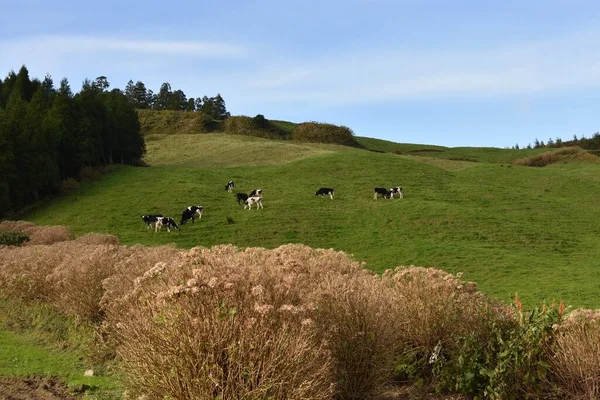 Eine Aufnahme Der Kühe Die Auf Den Hügeln Grasen Aufgenommen — Stockfoto