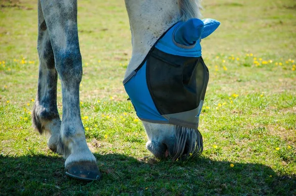 Cavalo Com Uma Cobertura Preta Azul Sua Cabeça Pastando Grama — Fotografia de Stock