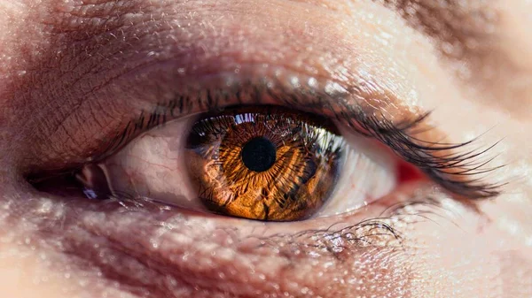 Bir Fındık Kahverengi Insan Gözünün Detaylarını Gösteren Güzel Bir Makro — Stok fotoğraf