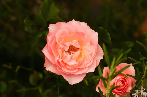 Egy Közeli Kép Egy Rózsaszín Rózsáról Kertben — Stock Fotó