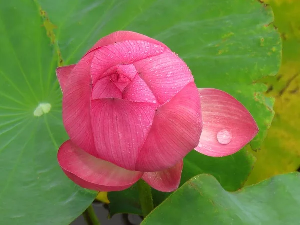 Primer Plano Flores Loto Rosa Flor Vegetación — Foto de Stock