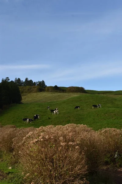 Tiro Vertical Alto Ángulo Las Vacas Que Pastan Las Colinas —  Fotos de Stock