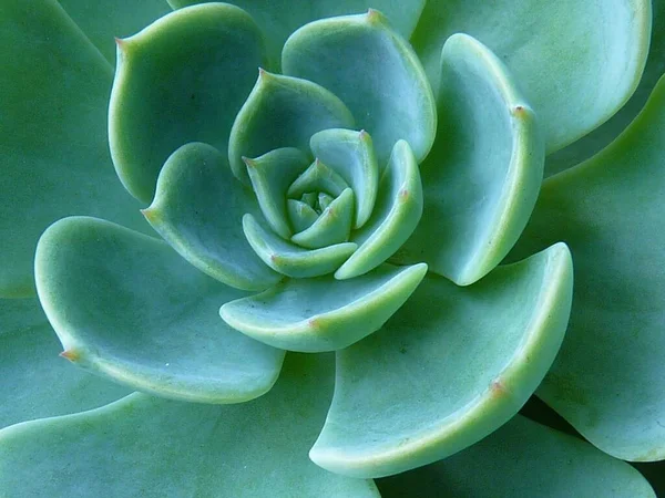 Tiro Close Uma Planta Verde Bola Neve Mexicana — Fotografia de Stock